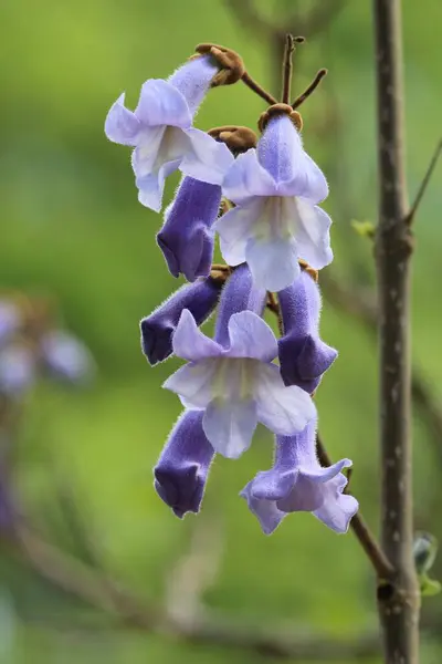Ramas Paulownia Tomentosa Con Flores Hojas Azules Primavera — Foto de Stock