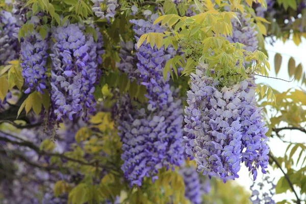 Wisteria branches with flowers and leaves in spring