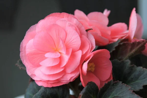 Delicate Pink Begonia Flowers — Stock Photo, Image