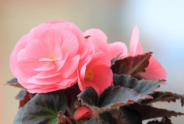 Delicadas Flores Begonia Rosa — Foto de Stock