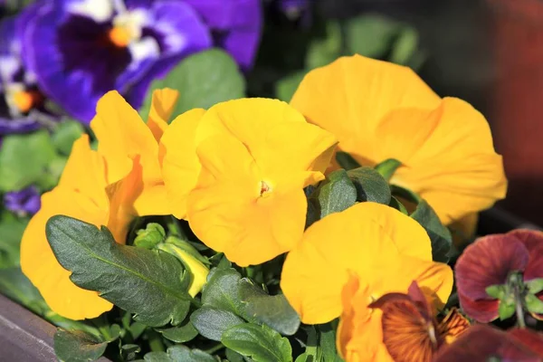 stock image pansies in the garden in spring