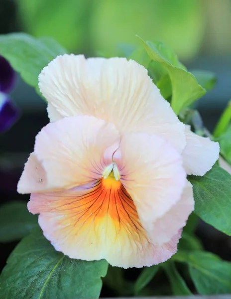 Pansies Garden Spring — Stock Photo, Image