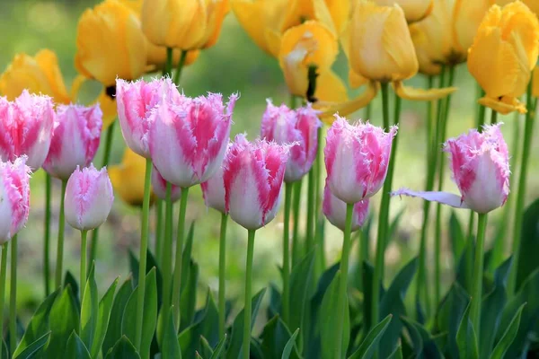 Schöne Tulpenblüten Garten — Stockfoto