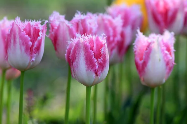 Schöne Tulpenblüten Garten — Stockfoto