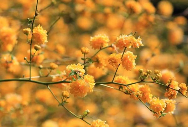 Flores Amarillas Kerria Una Rama Primavera Parque — Foto de Stock