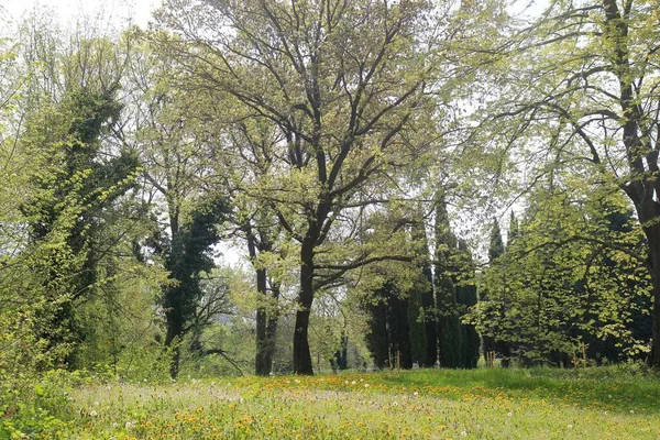 Prado Com Dentes Leão Árvores Ecopark Varna Bulgária Primavera — Fotografia de Stock