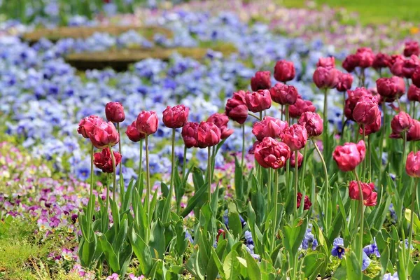 Bellissimi Tulipani Giardino — Foto Stock