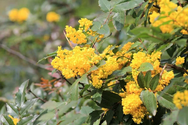 Mahonia Aquifolium 'un sarı çiçekleri Baharda parkta