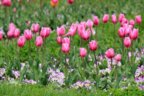Belles Tulipes Roses Dans Jardin — Photo