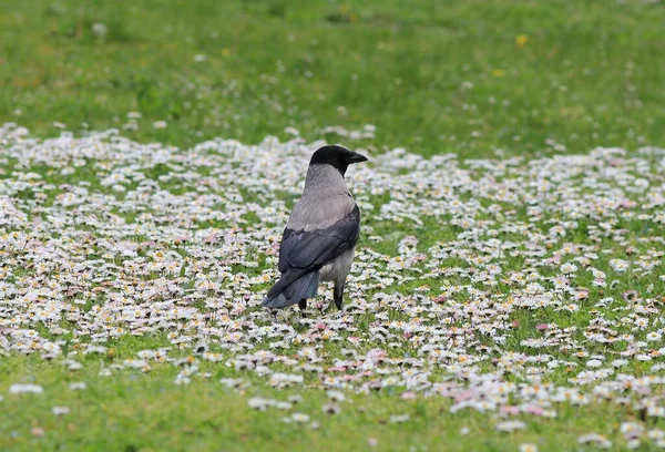 stock image A gray crow in a clearing with blooming daisies