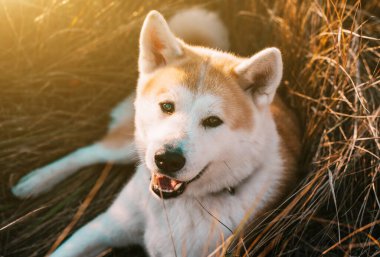 Beyaz Akita Inu köpeği gün batımında çayırda