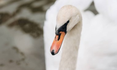 Beyaz Kuğu. Kafaya yakın çekim