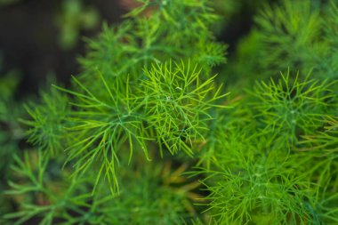 Yeşil Dill Sebze Arkaplanı. Yeşil arka plan. Bulanık Green Dill fotoğrafı. Bulanık Yeşil Tepe Arkaplanı. Sebze bahçesi.