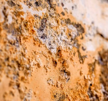 Duvar Küfü. Küf dokusu. Kapat.