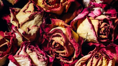 Macro shoot of Dried rose petals as background. Rose flowers, close-up.