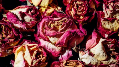 Macro shoot of Dried rose petals as background. Rose flowers, close-up.