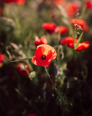 Gün batımında kırmızı gelinciklerin güzel tarlası.