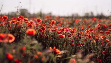 Kırmızıgelincikler yabani tarlada çiçek açar. Seçici odaklı güzel kırmızı gelincikler. Yumuşak ışıkta kırmızı gelincikler. Afyon haşhaşı. Doğal ilaçlar. Kırmızı gelincikler. Yalnız gelincik. Yumuşak odak bulanıklığı