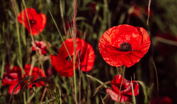 Poppy flower or papaver rhoeas poppy with the light