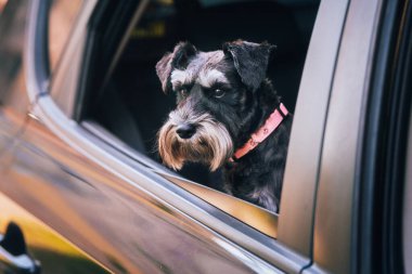 Köpeğin arabası var. mini schnauzer