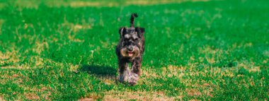 Mutlu minyatür schnauzer köpek yavrusu yeşil çayırda