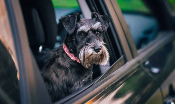 Dog wait owner in car. mini schnauzer