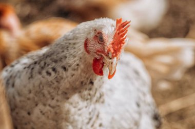 Kırmızı taraklı bir çiftlikteki tavuklar. Tavuk eko çiftliği, serbest çiftlik tavukları ve kümes hayvanları bakımı, kümes hayvanları çiftliğinde tavuk yetiştirme