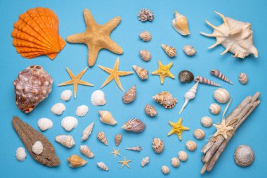 Mavi arka planda deniz kabukları ile yaz bedeni yatıyordu. Tatil, tatil, yaz yaratıcı konsept, kopya alanı, afiş