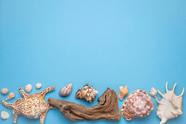 Summer Flat Lay Frame Seashells Driftwood Starfish Blue Background — Stock Photo, Image