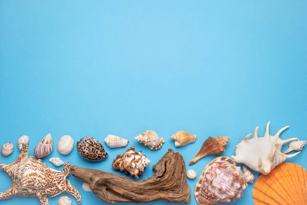 Summer flat lay, Frame with seashells, driftwood and starfish on blue background.