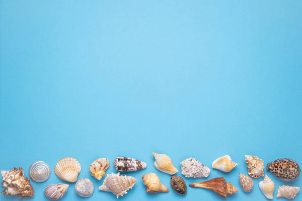 Summer flat lay, Frame with seashells, driftwood and starfish on blue background.