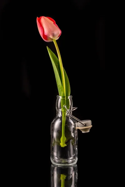Tulipán Rojo Una Pequeña Botella Vidrio Frente Fondo Negro — Foto de Stock