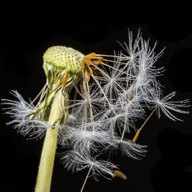 Yakın plan, bir karahindibanın sapının makro görüntüsü üzerine küçük su damlaları serpiştirilmiş birkaç tohum serpiştirilmiş.
