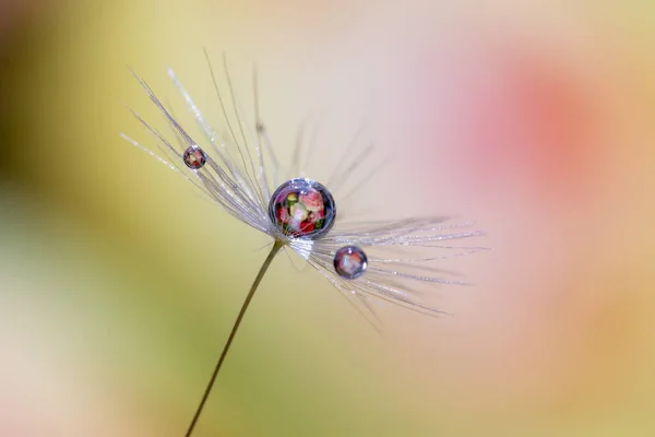 Extreme Macro Shot Dandelion Seeds Water Drops Front Colorful Background — Stock Photo, Image