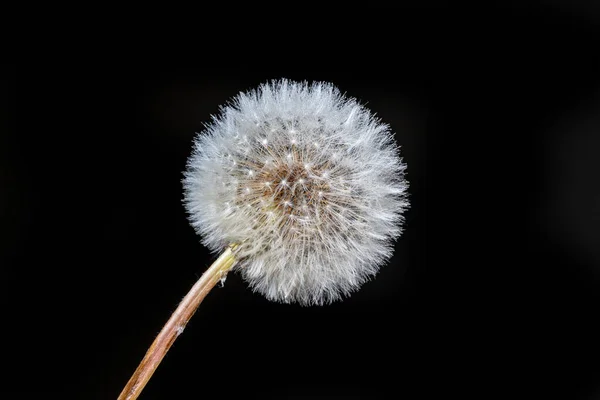 クローズアップ 黒い背景の前に多くの白い種子と小さな水滴で覆われたタンポポ全体のマクロショット — ストック写真