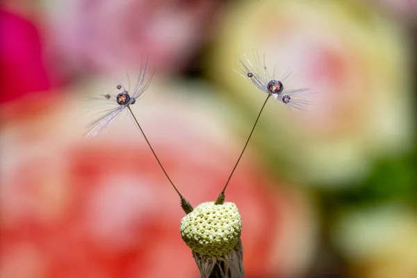 Extreme Macro Shot Two Dandelion Seeds Water Drops Front Colorful — Stock Photo, Image