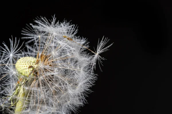 Close Macro Shot Stem Dandelion Few Seeds Sprinkled Small Droplets — Stock Photo, Image