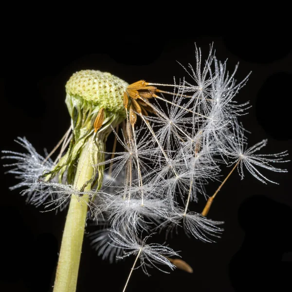 いくつかの種子を小さな水滴で振りかけたタンポポの茎のマクロショットをクローズアップ — ストック写真