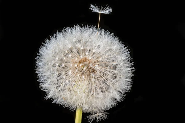 Close Macro Shot Whole Dandelion Peppered Many White Seeds Front — Stock Photo, Image