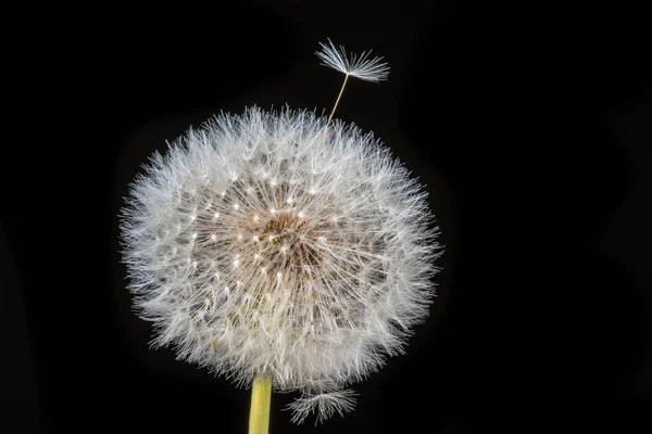 クローズアップ 黒の背景の前に多くの白い種子を振りかける全体のタンポポのマクロショット — ストック写真