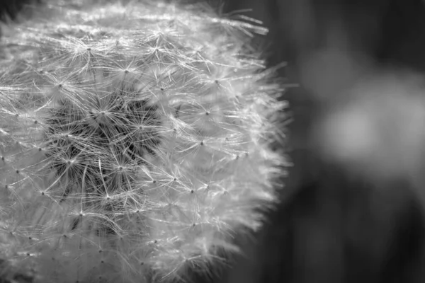 Close Detail Macro Shot Whole Dandelion Peppered Many White Seeds — Stock Photo, Image