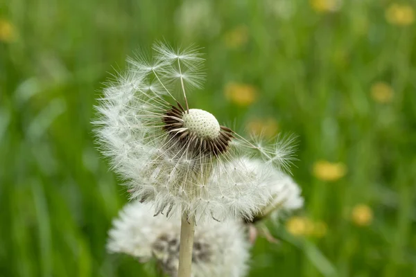 Close Macro Shot Dandelion Only Half Its Seeds Left Green — Stock Photo, Image