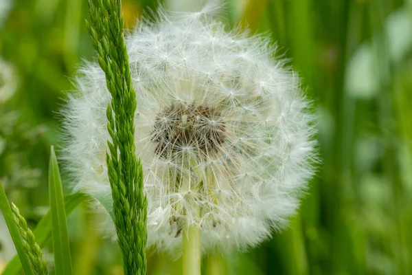 Close Macro Shot Dandelion Wheat Stalk Foreground Green Lush Meadow — Stock Photo, Image