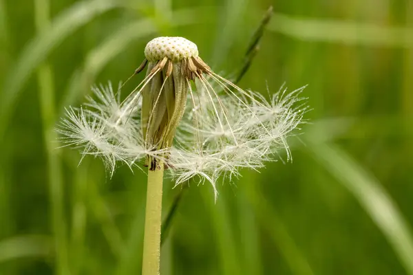 Close Macro Shot Dandelion Only Few Seeds Left Stem Green — Stock Photo, Image