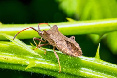 Deri bir böcek olan 