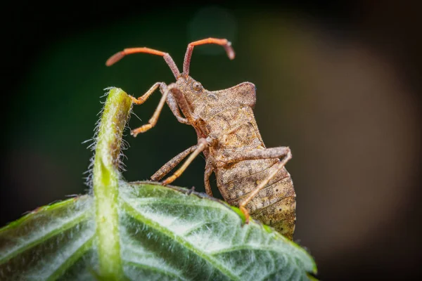 Macro Photo Leather Bug Coreus Marginatus Alive Green Thistle Branch — Stock Photo, Image