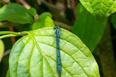 Ormanda yeşil yapraklı yusufçuk yusufçuğu Macro çekimi