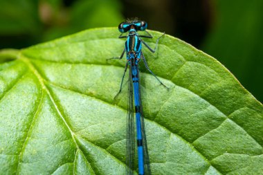 Ormanda yeşil yapraklı yusufçuk yusufçuğu Macro çekimi