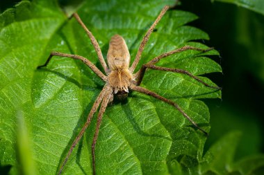 Ormanda yeşil bir yaprağın üzerinde oturan avcı örümcek 