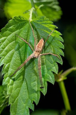Ormanda yeşil bir yaprağın üzerinde oturan avcı örümcek 